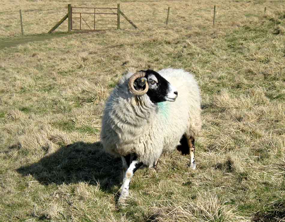 above Settle