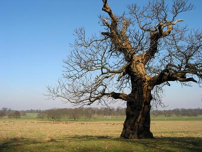 Ancient oak in Richmond Park, London