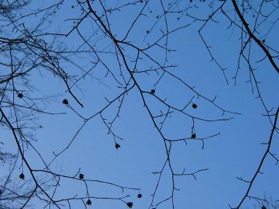Twigs against a blue sky