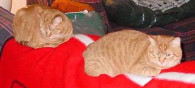 Phoebe and Pazza
