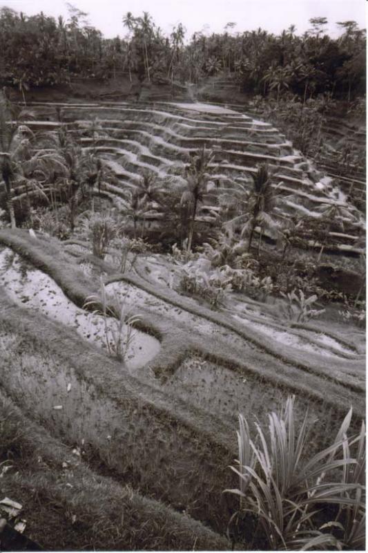 2001Bali Rice Terraces