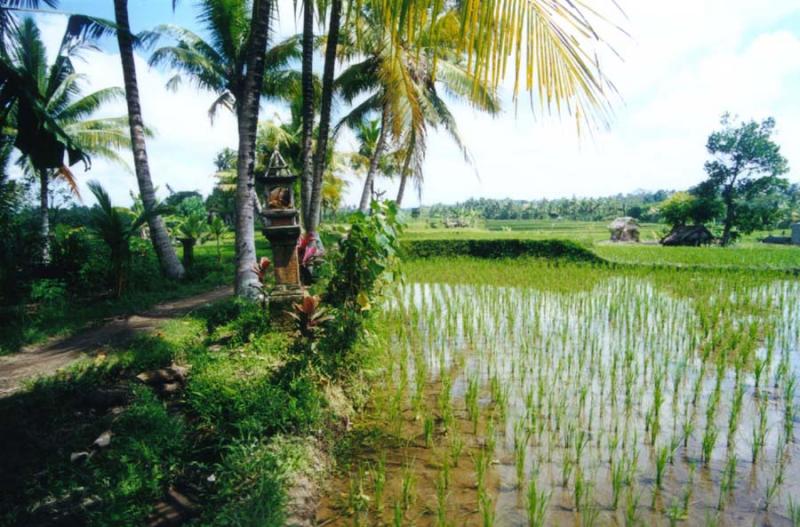 0101 Bali Rice Fields at sight of sketch.jpg