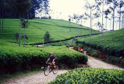 u24/waterhead/medium/15371093.TeaTeaandMoreTea.jpg