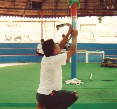 1991 Thai Snake Wrangler