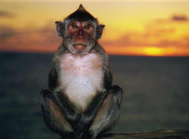 Monkey Sunsets LR.JPG