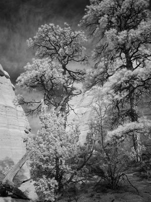 Tentrocks trees