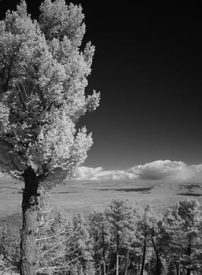 Sandia mountain tree
