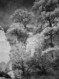 Tentrocks trees