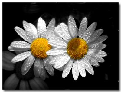 Two Daisies