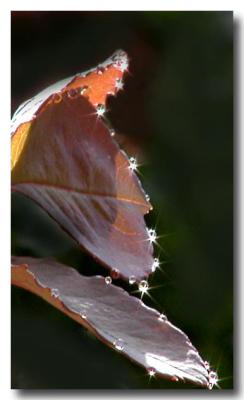 Sparkle Leaf