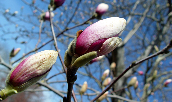 Signs Of Spring