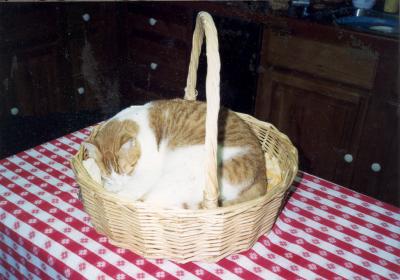 u24/wisefrog/medium/14114469.BeanieOurPreciousHawaiiCat.jpg