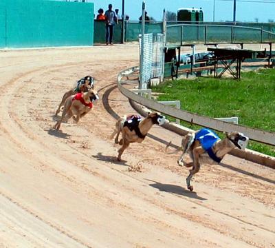 Racing Greyhounds, Lorena, TX