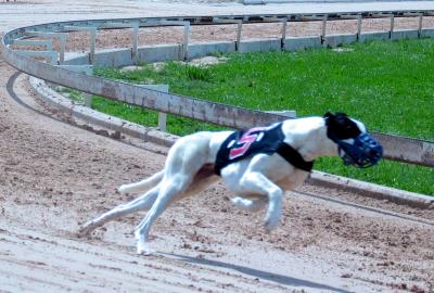 Racing Greyhounds, Lorena, TX