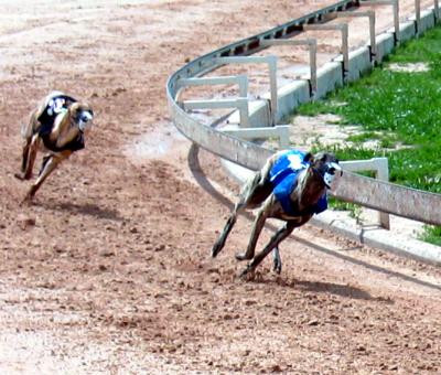 March 2003 Greyhound Preliminaries In Lorena