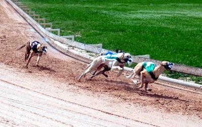 Racing Greyhounds, Lorena, TX