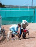 March 2003 Greyhound Preliminaries In Lorena