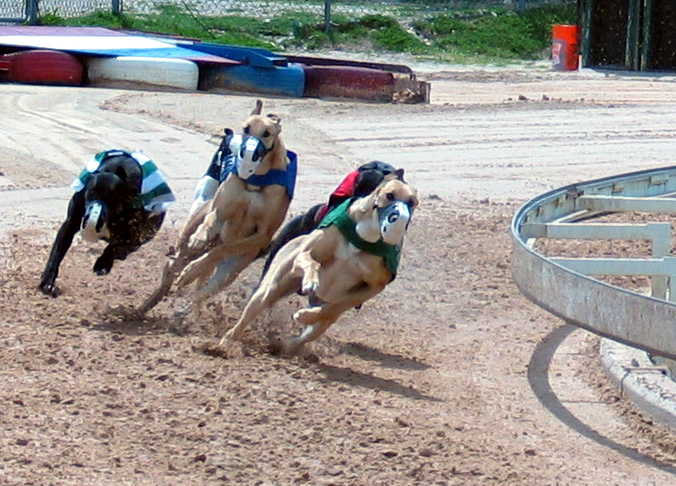 March 2003 Greyhound Preliminaries In Lorena