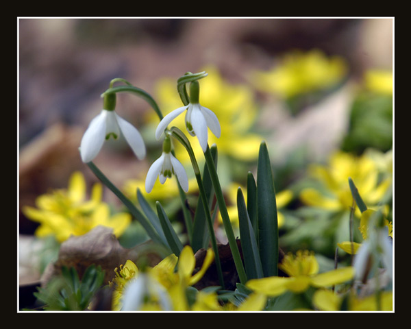 DSC_5057webfr.jpg