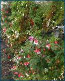 Cascade of fuchsias