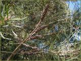 Callistemon rigidus