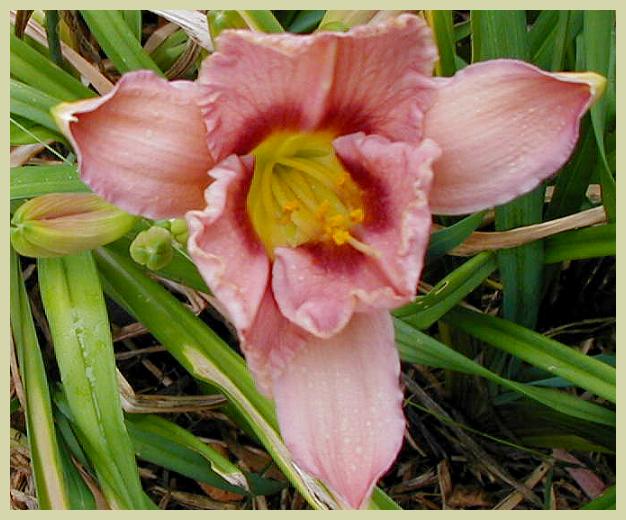 Hemerocallis