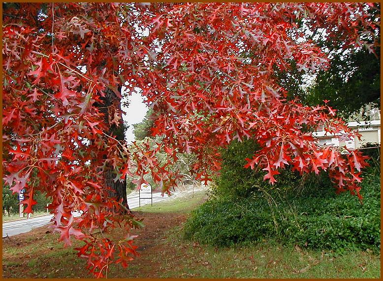 Scarlet Oak near C.F.S.