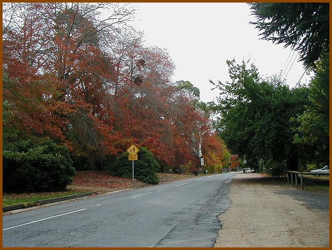 Oak-lined road near school.