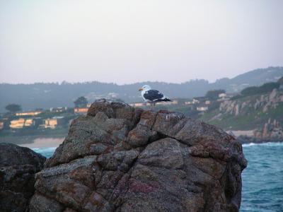 Carmel River State Beach