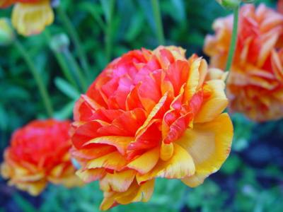 Flowers at the Barnyard Shops