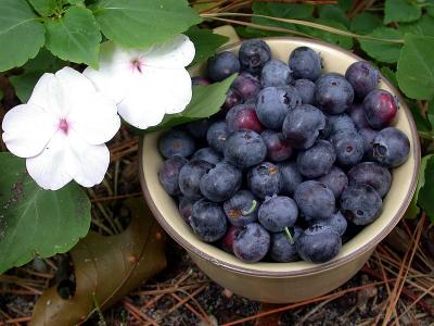 July blueberries