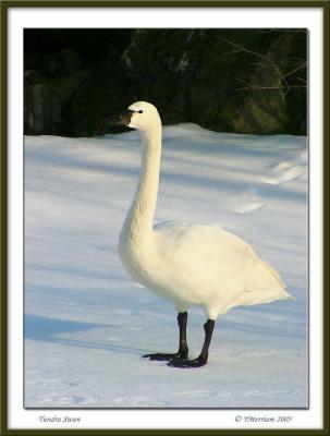 Tundra Swan in Boots