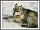 Gray Wolf