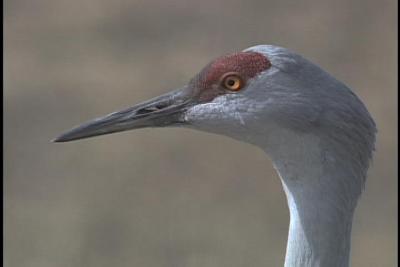 Sandhill crane