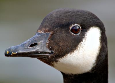 wheres mine (Cackling Goose - Branta hutchinsii )