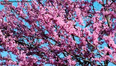 Flowering tree at Nashville #3898