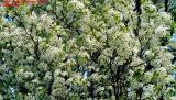 Esther Criswells flowering tree #3609