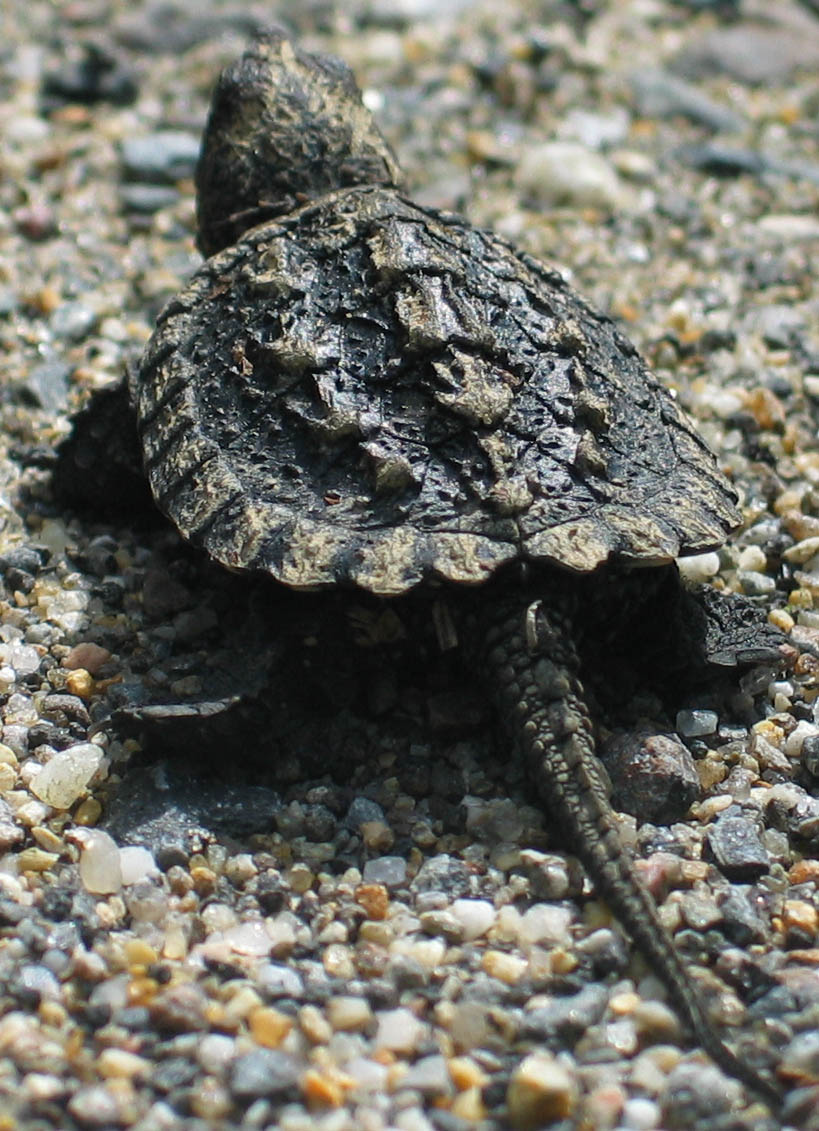   topview snapper ph_2978_c.jpg