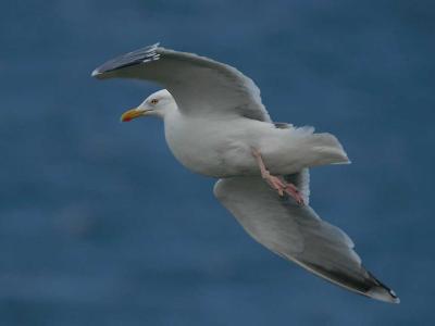 Herring Gull -  Slvmge  - Larus argentatus