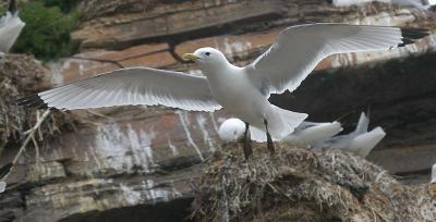 Kittiwake -  Ride -  Rissa Tridactyla