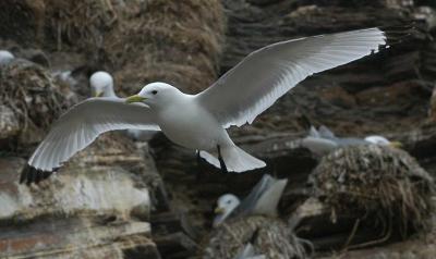 Kittiwake -  Ride - Rissa Tridactyla