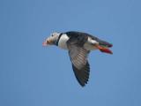 Atlantic Puffin - Lunde  - Fratercula artica