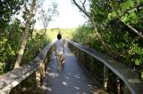 Bobcat boardwalk