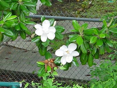 DosMagnolias.jpg