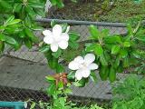 DosMagnolias.jpg