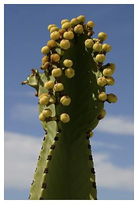 cactus.jpg