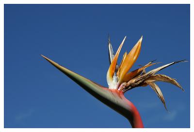 flower.jpg