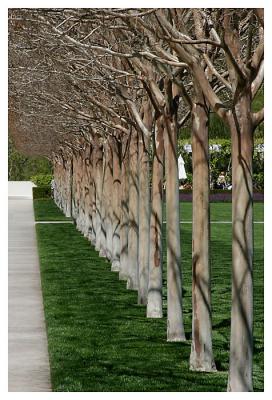 trees.jpg
