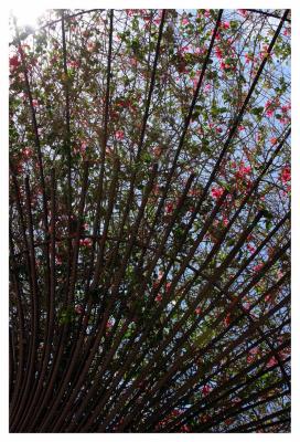 trellis.jpg