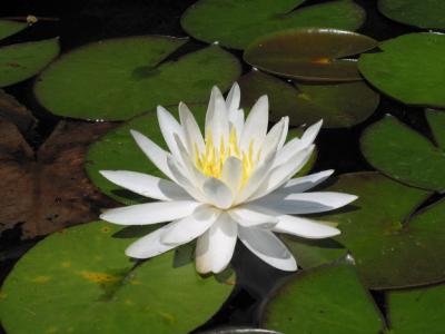 Water Lily
